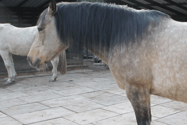 Picture of a horse