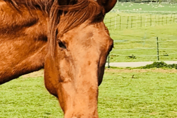 Picture of a horse