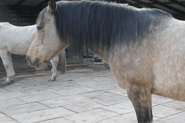 Picture of a horse