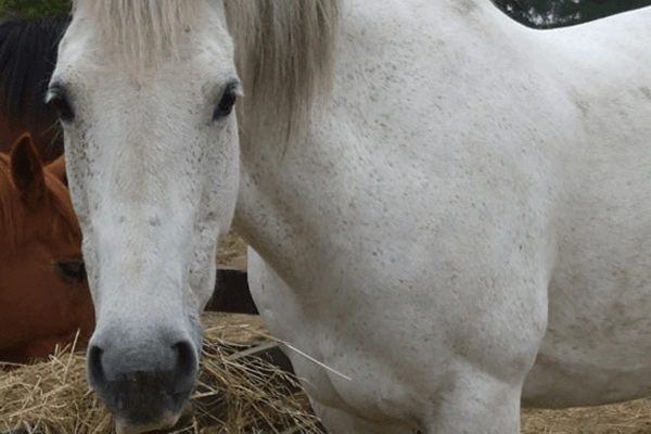 Picture of a horse