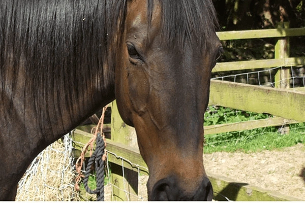 Picture of a horse