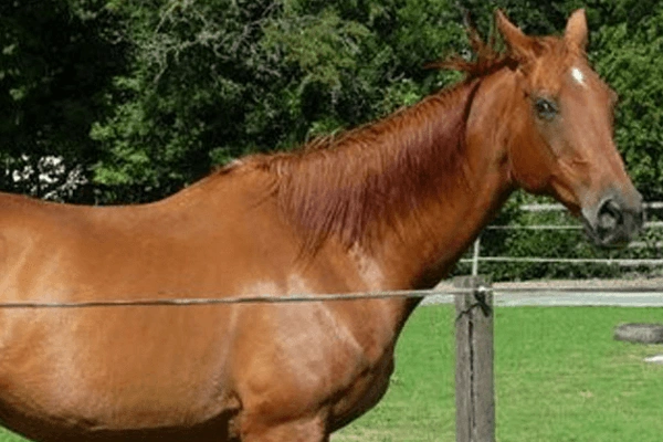 Picture of a horse